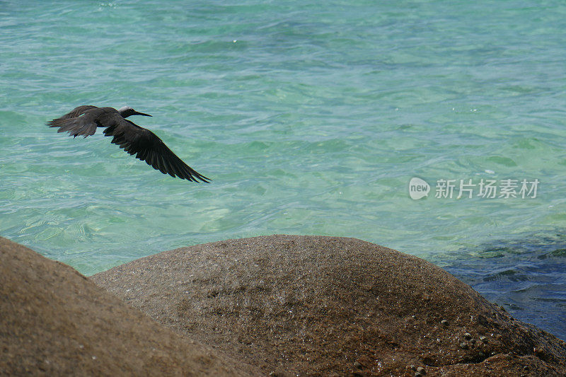 Anse Kerlan，普拉林，塞舌尔